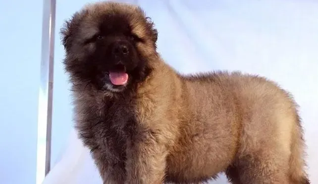 高加索犬|教主人怎样做好高加索犬的配种工作
