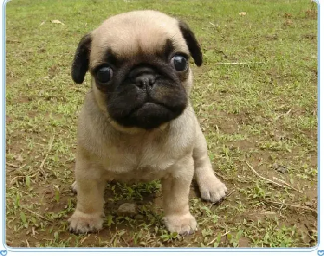 巴哥犬|巴哥犬最近总便血是为什么 求解答