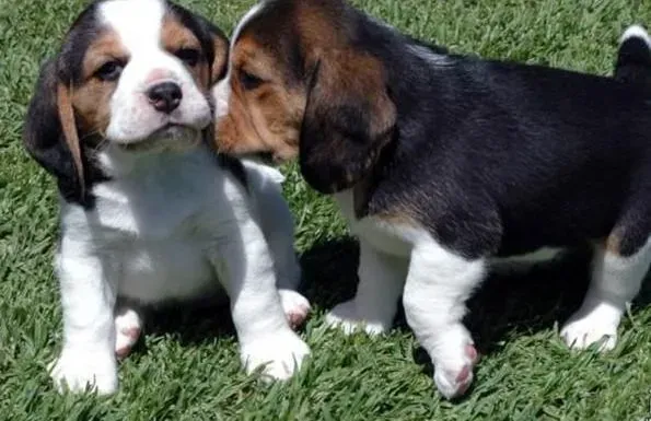 比格犬|比格犬最喜欢吃的食物名单