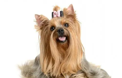 西施犬特点 西施犬对所有人都十分友好 | 西施犬