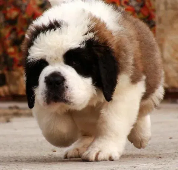 圣伯纳犬|圣伯纳犬不爱吃东西的解决方法