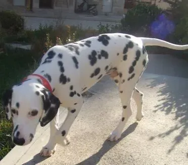 大麦町犬适合养吗 是不可缺少运动的犬种 | 大麦町