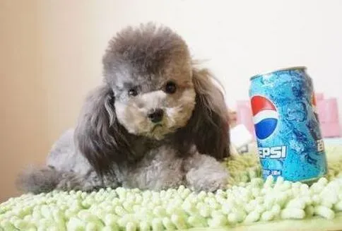 贵宾犬|贵宾犬有时候发抖，打喷嚏是病了吗