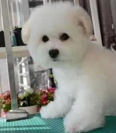 比熊犬|如何让跳骚远离比熊犬