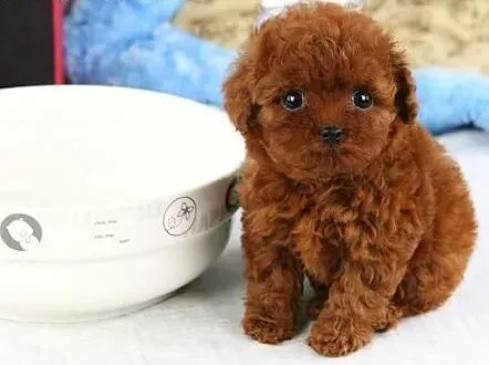 泰迪犬|怎样修剪泰迪犬的面部毛发