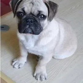 巴哥犬|巴哥犬脚底板开裂出血了怎么处理