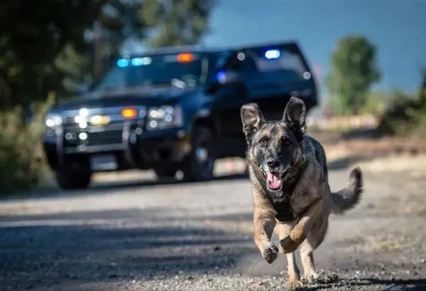 硬汉狠角色路线 警犬们的硬汉魅力迷倒大家 | 狗