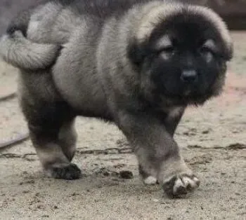 高加索犬|不能忽视的护理工作——高加索犬产后护理