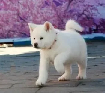 秋田犬|秋田犬为什么会咬人