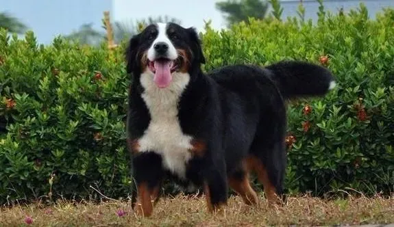 伯恩山犬|伯恩山犬居住犬舍的布局及两种方式