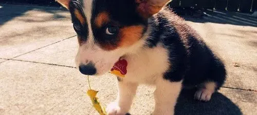 狗狗犬瘟怎么治疗 详解犬瘟症的主要症状 | 犬