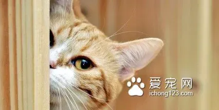 猫吃了蟑螂药会死吗 猫最好不要吃蟑螂 | 