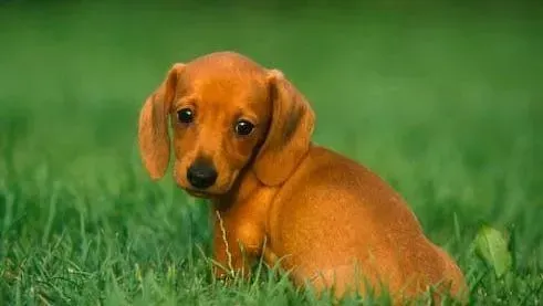腊肠犬|腊肠犬患上干眼病的六大原因