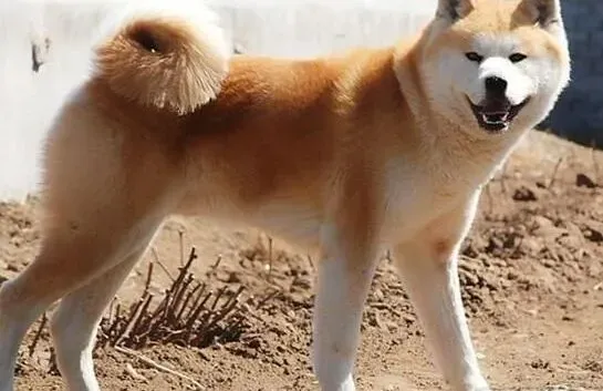 秋田犬|秋田犬为什么会出现翻肠子的现象