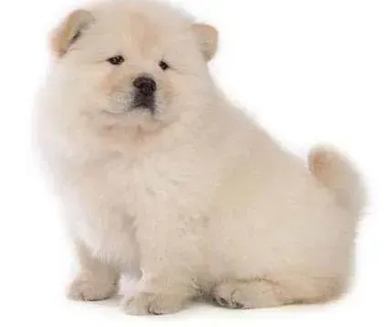 松狮犬|松狮犬一天拉血数次是得什么病了