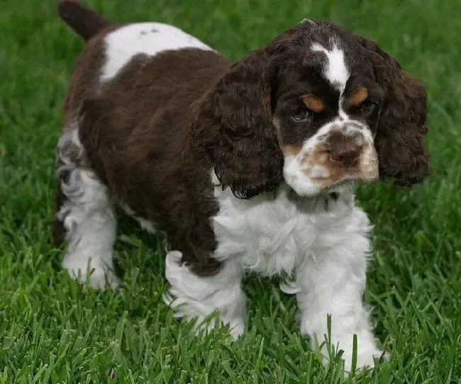 可卡犬|为什么可卡犬喜欢在外面拣东西吃
