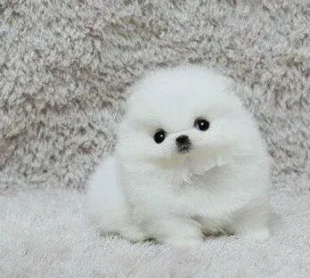 博美犬|博美犬最近发情了应该怎么办
