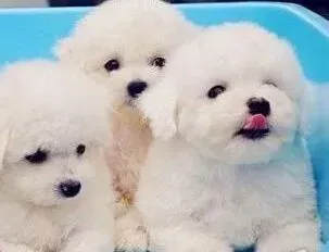比熊犬|快三个月的比熊犬可以吃蛋黄吗