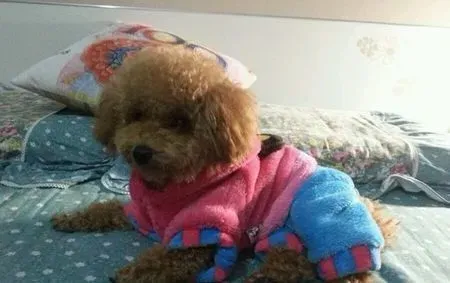狗的衣服多少钱 够衣服的DIY制作方法 | 狗