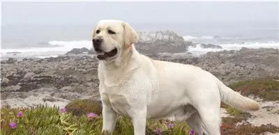 拉布拉多寻回犬和金毛哪个更聪明 两种狗都很聪明 | 拉布拉多