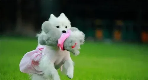 银狐犬吃的多吗 其实银狐犬吃的并不多 | 银狐犬