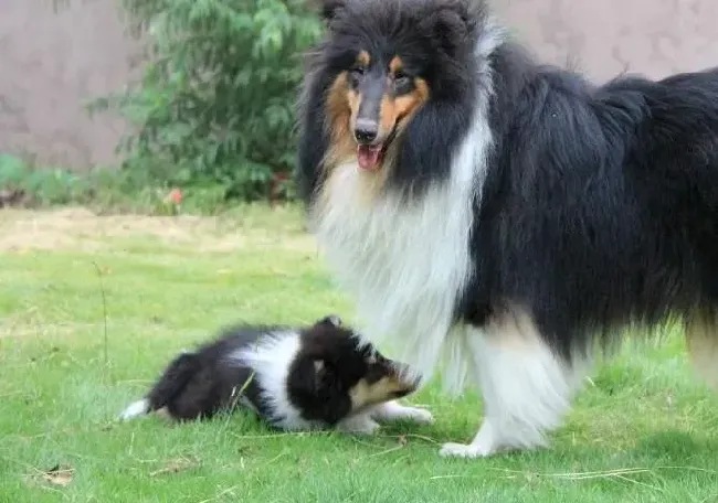 苏格兰牧羊犬|苏格兰牧羊犬老是有泪痕怎么去除