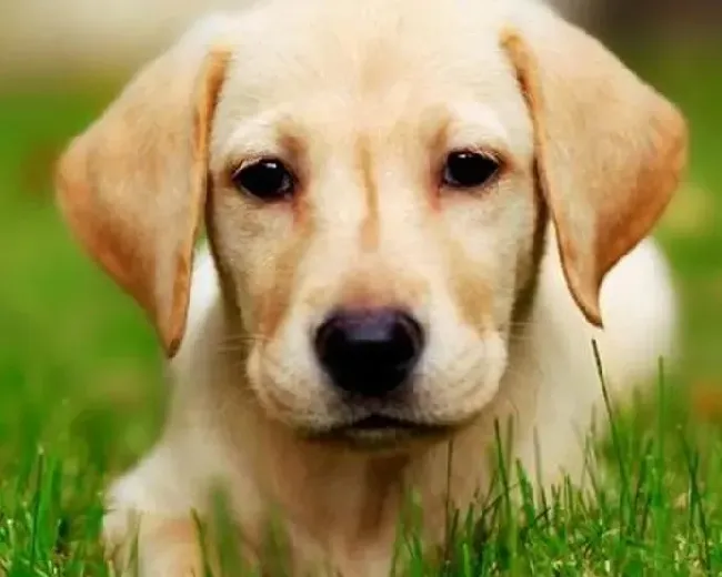 拉布拉多|训练年幼的拉布拉多犬需要哪些要点
