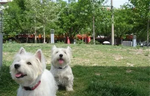 西高地白梗适合吃什么 鸡胸肉适合狗狗吃 | 西高地白梗