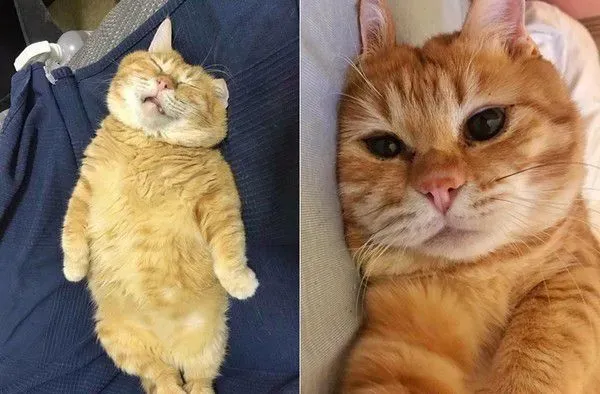 超级贪睡喵星人 睡眠深层到能够边睡边剪指甲 | 猫