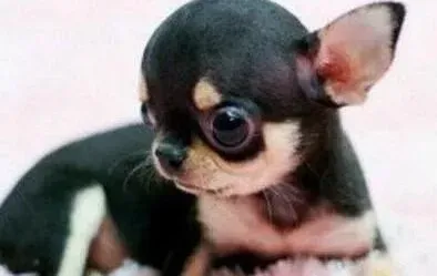 吉娃娃|吉娃娃幼犬时期必须要进行的一些训练