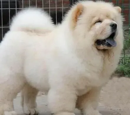 松狮犬|松狮犬幼犬饲喂与离乳相关的知识