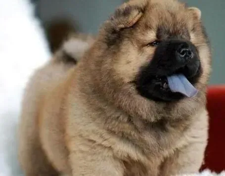 松狮犬|松狮犬这些日子不吃饭，越来越瘦怎么办