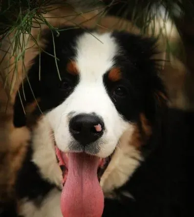 伯恩山犬吃什么 某些食物可致命 | 伯恩山犬