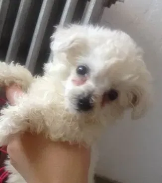 如何去小狗泪痕 狗狗泪痕重吃什么改善 | 泪痕