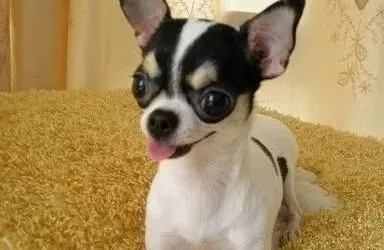 吉娃娃|正确饲养吉娃娃的常识你了解了多少