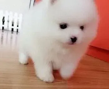 博美犬|博美犬洗澡期间用什么沐浴露好啊