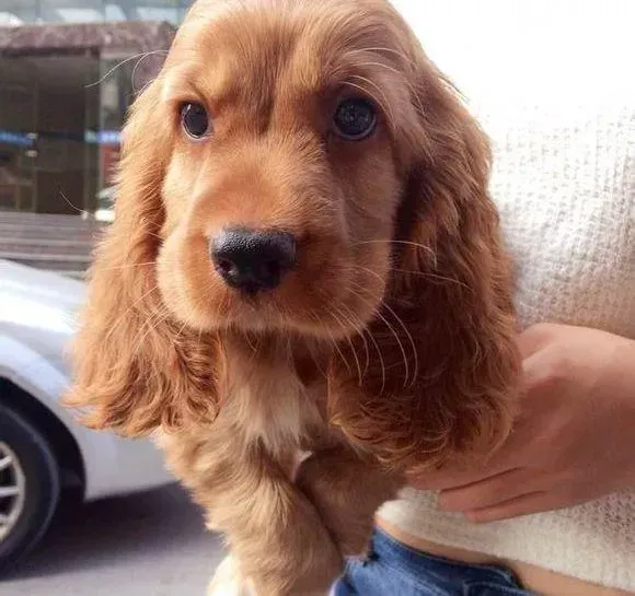 可卡犬|如何让可卡犬成为一只最听话的狗狗