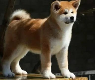 秋田犬|秋田犬管理的细则问题