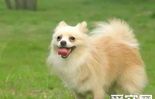 博美犬吃什么狗粮好 主人可自制狗粮 | 博美犬