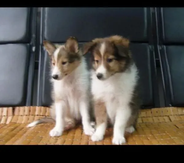 喜乐蒂|喜乐蒂犬突然对称性脱毛是怎么回事