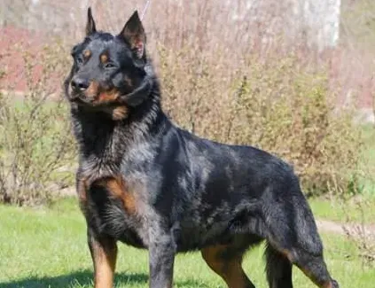 法国狼犬的性格 该犬沉静而平和 | 法国狼犬