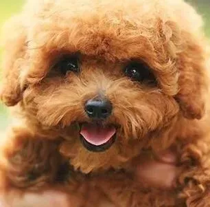 贵宾犬|贵宾犬拉稀还感冒了要如何治疗