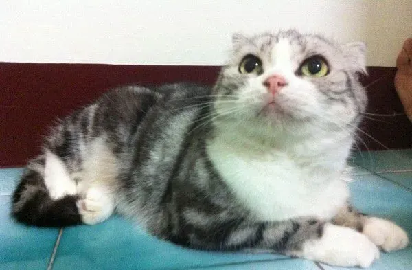 爱猫献上死亡壁虎 怕它伤心爸爸假装开心吃掉 | 猫