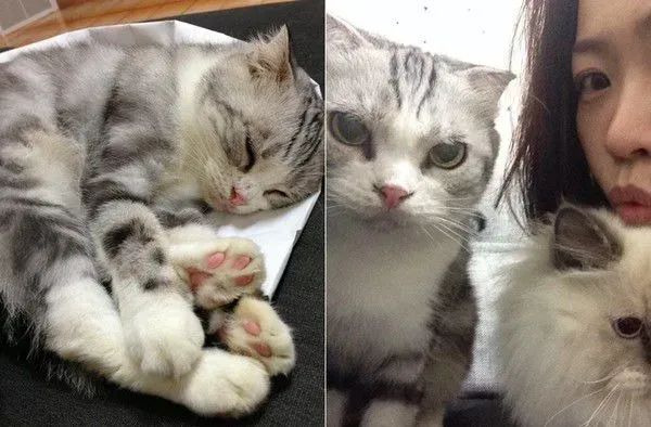 爱猫献上死亡壁虎 怕它伤心爸爸假装开心吃掉 | 猫