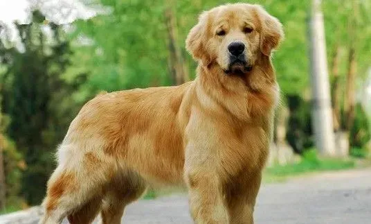 伯恩山犬和金毛哪个好 伯恩山犬是理想的家庭犬 | 伯恩山犬