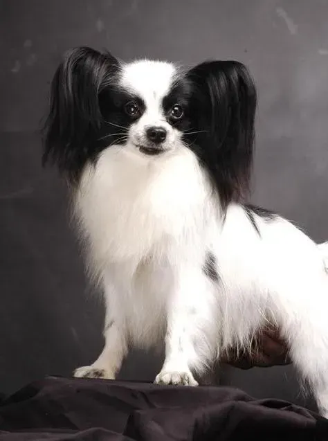 蝴蝶犬|怎样预防蝴蝶犬在春天最容易患上的皮肤病