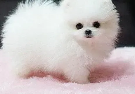 博美犬|文明宠物犬之怎样让博美犬学会使用狗厕所