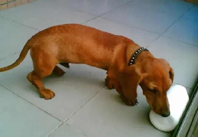 腊肠犬|冬季护理小妙招 腊肠犬洗澡期间须注意哪些问题