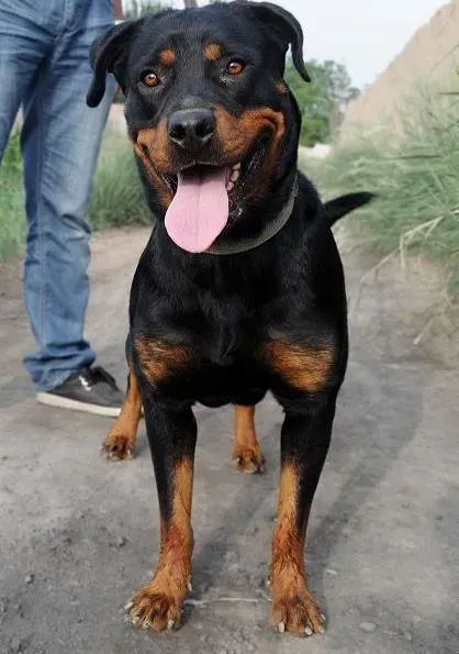 罗威纳犬|饮食健康问题 引起罗威纳犬呕吐的原因
