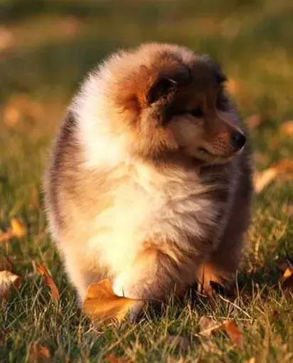 苏格兰牧羊犬|苏格兰牧羊犬最近食欲不太好是有什么问题吗